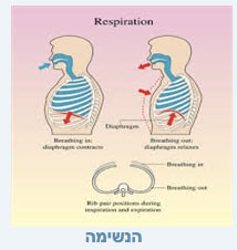 שרירי הנשימה בפילאטיס